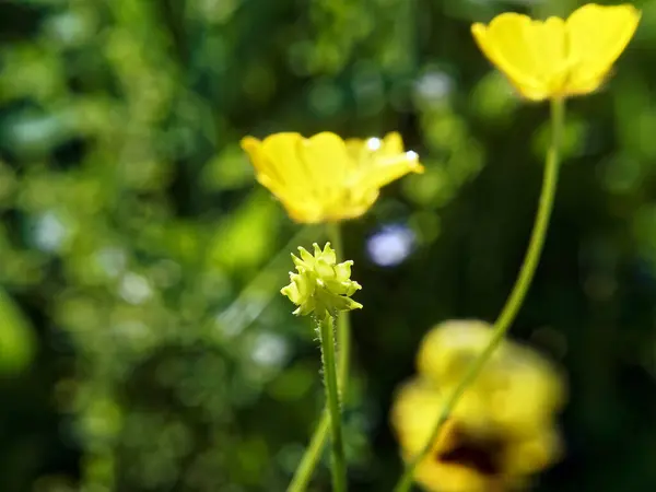 Μικρά Κίτρινα Λουλούδια Στον Κήπο Καλοκαίρι — Φωτογραφία Αρχείου