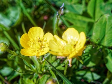 Bahçede küçük sarı çiçekler, yazın.