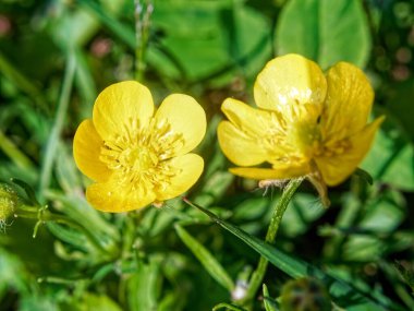 Bahçede küçük sarı çiçekler, yazın.