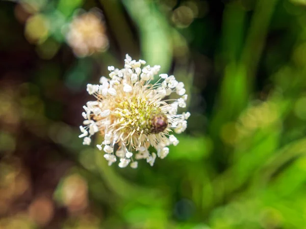 Kleeblume Garten Sommer — Stockfoto