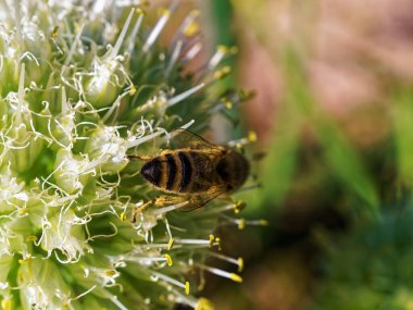 Bir arı yazın soğan çiçeğinin üzerinde oturur.