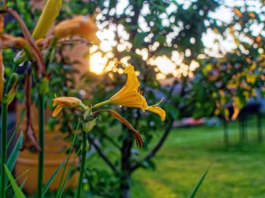 Bahçedeki bir çiçek tarlasında, yaz aylarında.