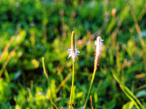 夏天长有小花的野草 — 图库照片