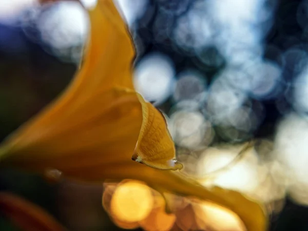 夏に庭の花壇に咲くスイレン — ストック写真