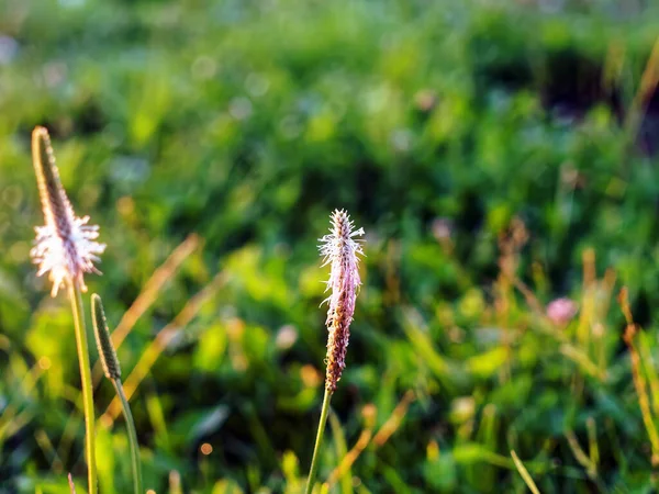 Feldgras Mit Kleinen Blüten Sommer — Stockfoto
