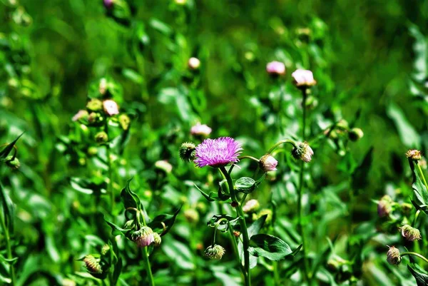 Pequenas Flores Aster Jardim Verão — Fotografia de Stock