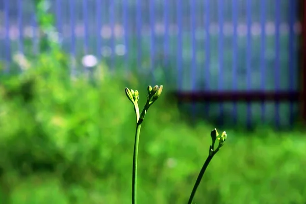 Pequeñas Flores Sin Soplar Jardín Verano —  Fotos de Stock