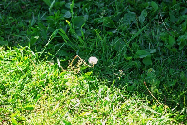 庭の光と影の境界にあるタンポポは夏に — ストック写真