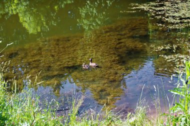 Bir ördek ailesi yazın küçük bir gölette yüzer.