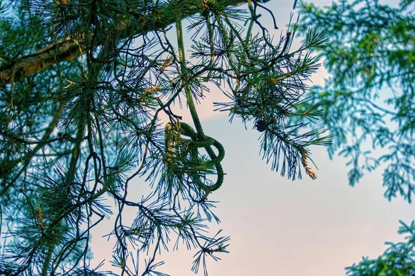 a strong rope with a knot hangs from a tree, in summer