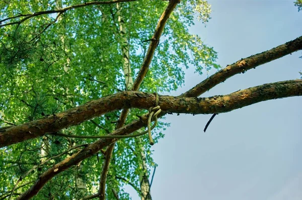 Una Cuerda Fuerte Con Nudo Cuelga Árbol Verano —  Fotos de Stock