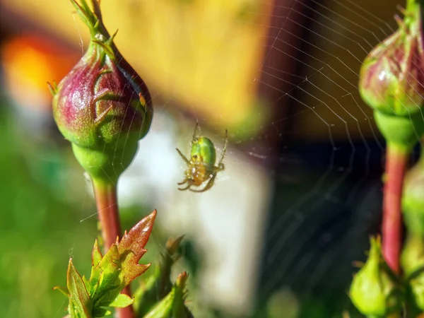 Spinnenweb Spin Een Rozenknop Zomer — Stockfoto
