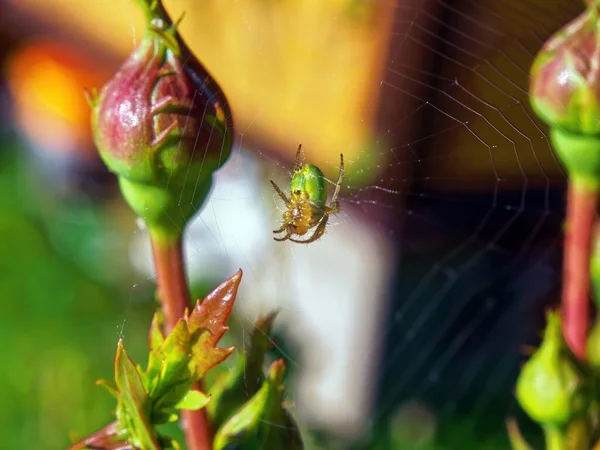 Yazın Gül Goncasında Örümcek Ağı Örümcek — Stok fotoğraf