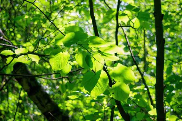 Jeunes Feuilles Sur Une Branche Arbre Dans Forêt Été — Photo