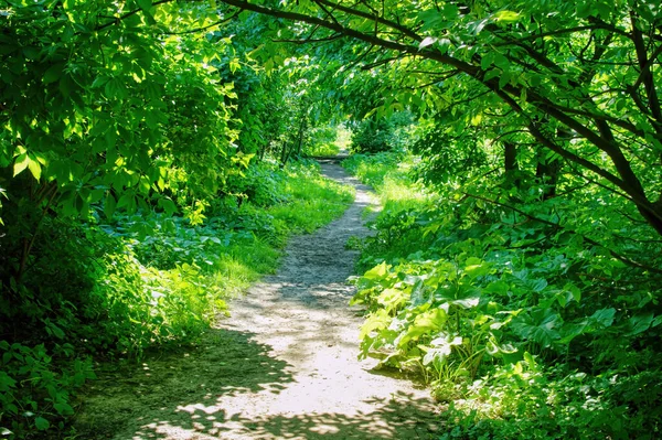 Young Leaves Tree Branch Forest Summer — Stock Photo, Image