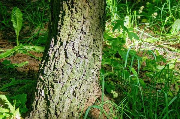 Stämme Ausgewachsener Bäume Wald Sommer — Stockfoto