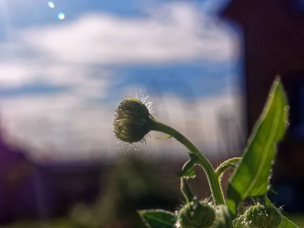 Små Asterblommor Trädgården Sommaren — Stockfoto