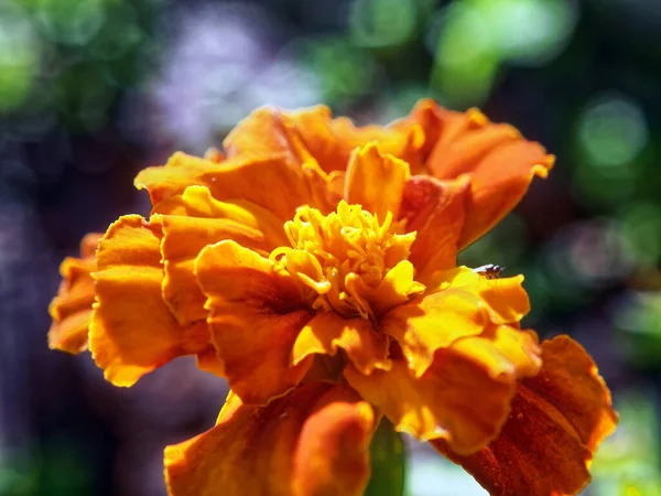 Piccolo Fiore Rosso Giallo Giardino Estate — Foto Stock