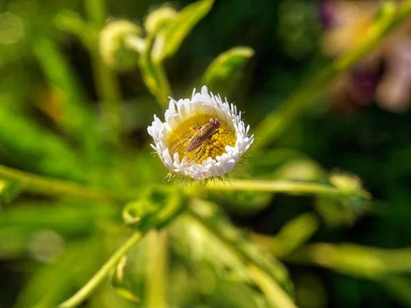 Eine Fliege Sitzt Auf Einer Kleinen Blume Sommer — Stockfoto