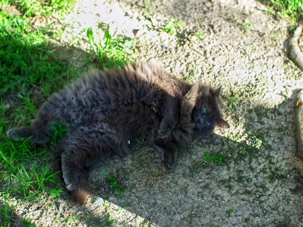 夏には大きなふわふわの猫が日陰にいて — ストック写真