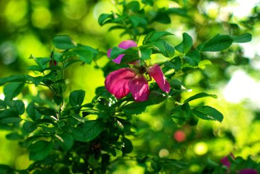 Bahçedeki bir çalılıkta gül ağacı çiçekleri, yazın