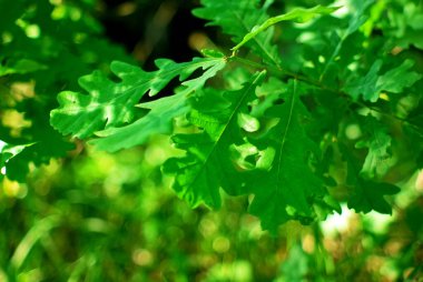 Yazın, ormanın bir dalında meşe yaprakları.