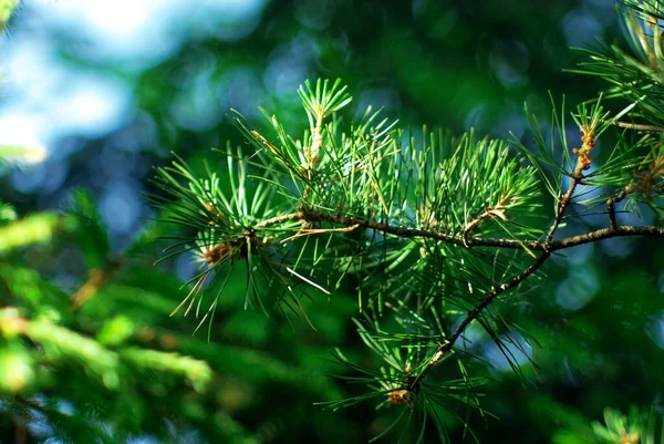 Větev Mladého Vánočního Stromku Lese Létě — Stock fotografie