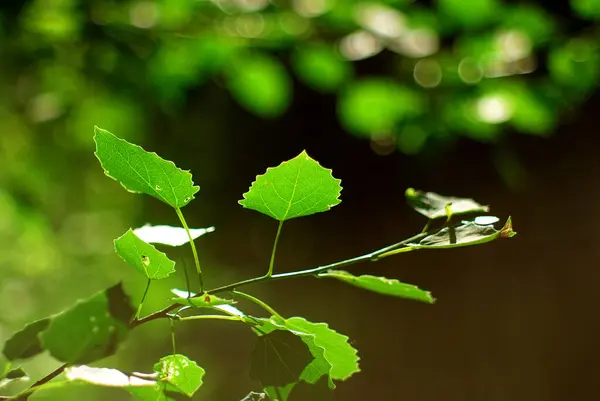 Aspen Yaprakları Yazın Ormanda Bir Dalda — Stok fotoğraf