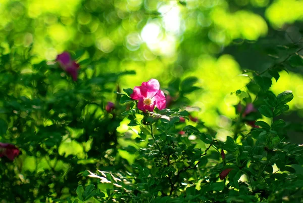 Bahçedeki Bir Çalılıkta Gül Ağacı Çiçekleri Yazın — Stok fotoğraf