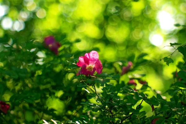 Rosehip Flores Arbusto Jardim Verão — Fotografia de Stock