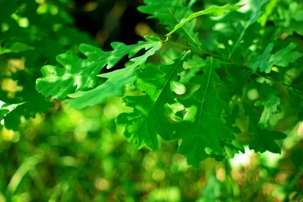 Дубовые Листья Ветке Лесу Летом — стоковое фото