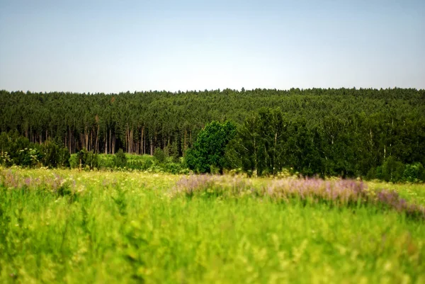 Pineta Dietro Campo Estate — Foto Stock