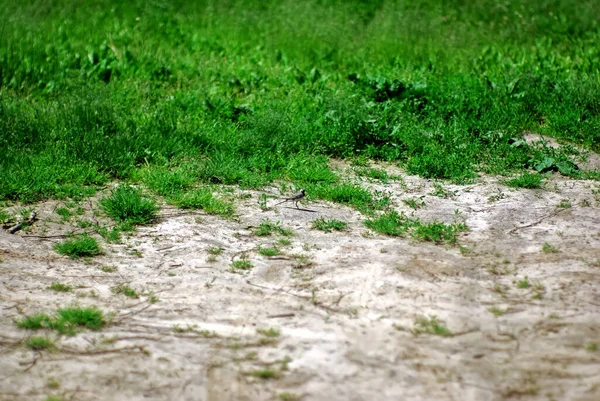 Die Bachstelze Steht Gras Sommer — Stockfoto