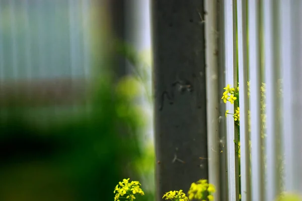 Pequeñas Flores Amarillas Hierba Jardín Verano — Foto de Stock