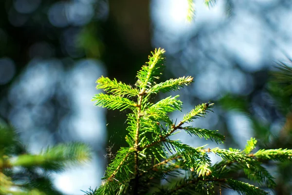 Ramo Uma Árvore Natal Jovem Floresta Verão — Fotografia de Stock