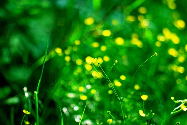 Kleine Gelbe Blüten Auf Dem Gras Garten Sommer — Stockfoto