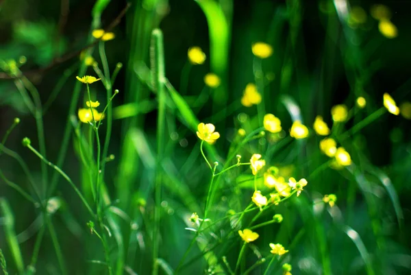Pequeñas Flores Amarillas Hierba Jardín Verano —  Fotos de Stock