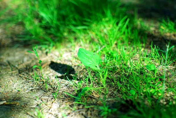 Plantain Grows Edge Dirt Road Summer — Stock Photo, Image