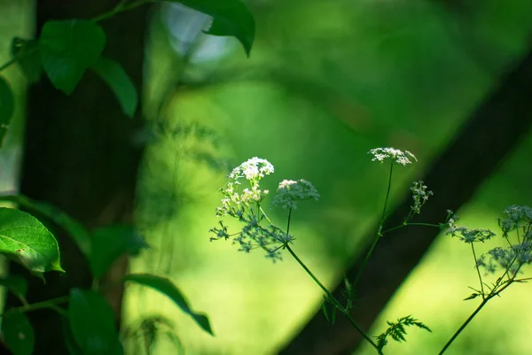 Una Mosca Sienta Sobre Una Pequeña Flor Blanca Verano — Foto de Stock