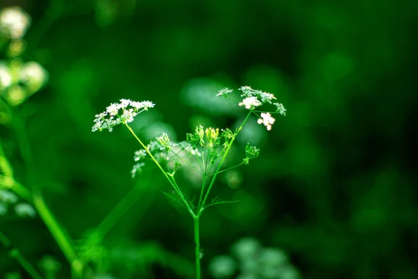 Una Mosca Sienta Sobre Una Pequeña Flor Blanca Verano —  Fotos de Stock