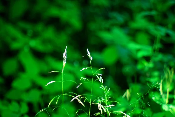 Uma Mosca Senta Uma Pequena Flor Branca Verão — Fotografia de Stock