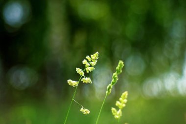 Bir sinek yazın küçük beyaz bir çiçeğe oturur.