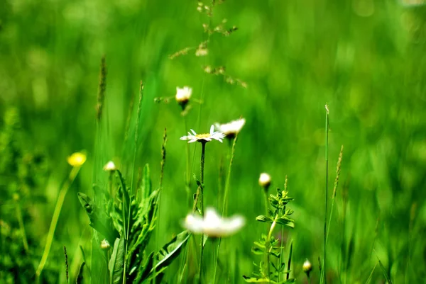 夏になると草の間にカモミールの花が — ストック写真