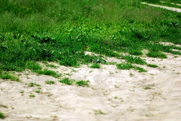 Die Bachstelze Steht Gras Sommer — Stockfoto