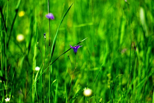 Uma Pequena Flor Azul Grama Verão — Fotografia de Stock
