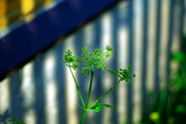 Uma Mosca Senta Uma Pequena Flor Branca Verão — Fotografia de Stock