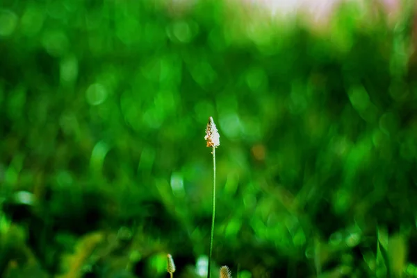 Una Mosca Siede Piccolo Fiore Bianco Estate — Foto Stock