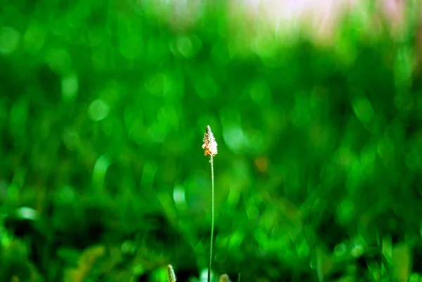 Eine Fliege Sitzt Auf Einer Kleinen Weißen Blume Sommer — Stockfoto