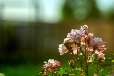 Bahçedeki çalılıkta pembe bir gül, yazın.