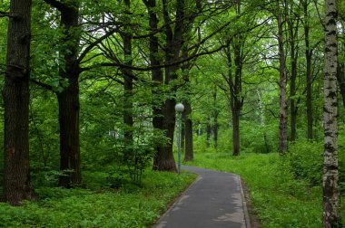 Yazın, parktaki ağaçların arasında peyzajlı bir patika.